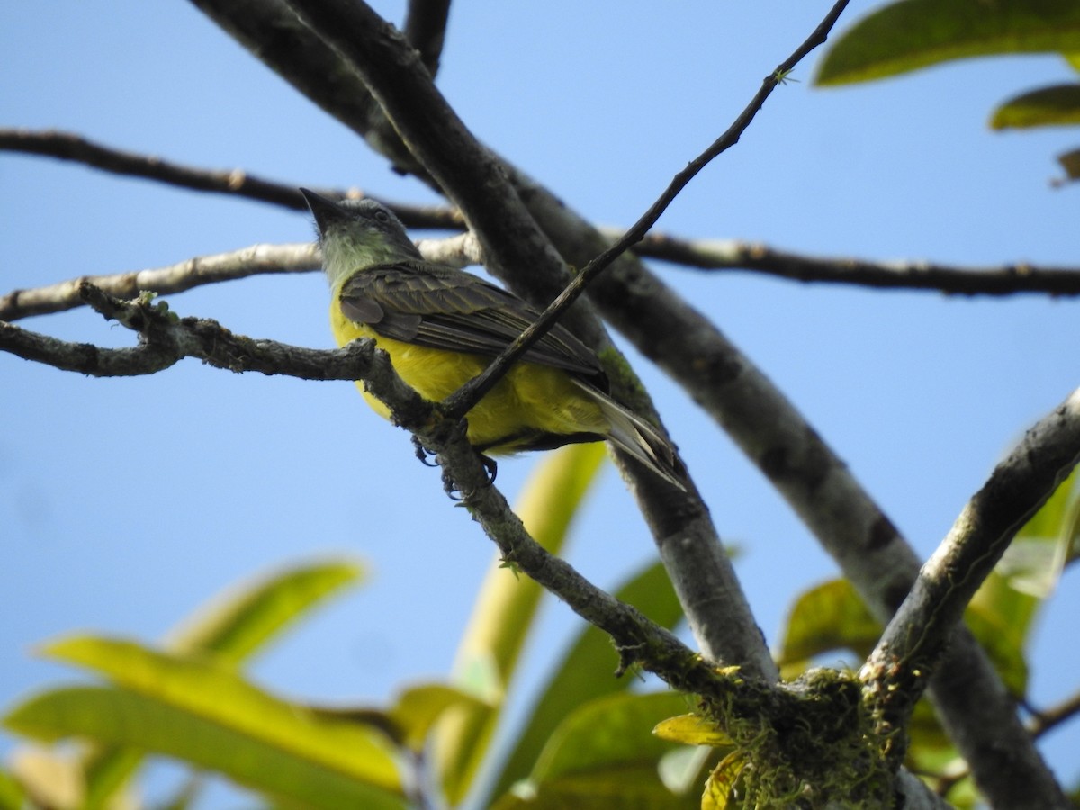 Gray-capped Flycatcher - ML616207961