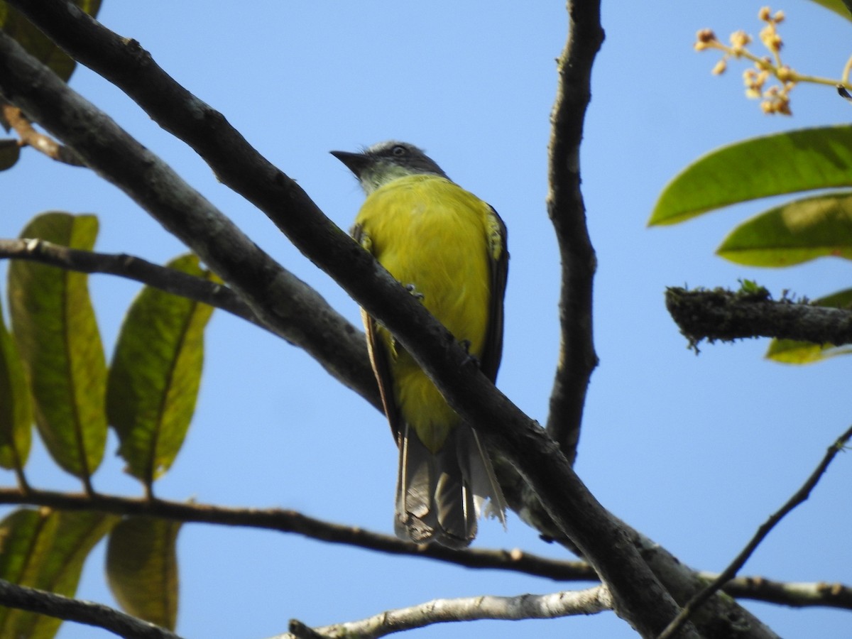 Gray-capped Flycatcher - fabian castillo