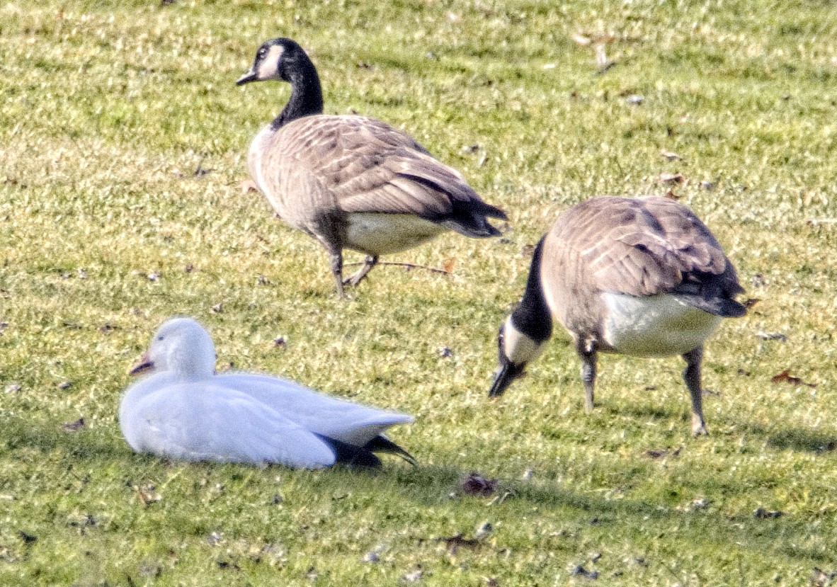 Snow Goose - ML616207997