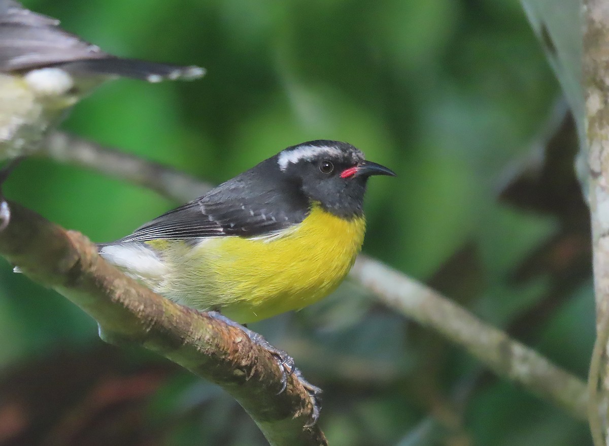 Sucrier à ventre jaune - ML616208018