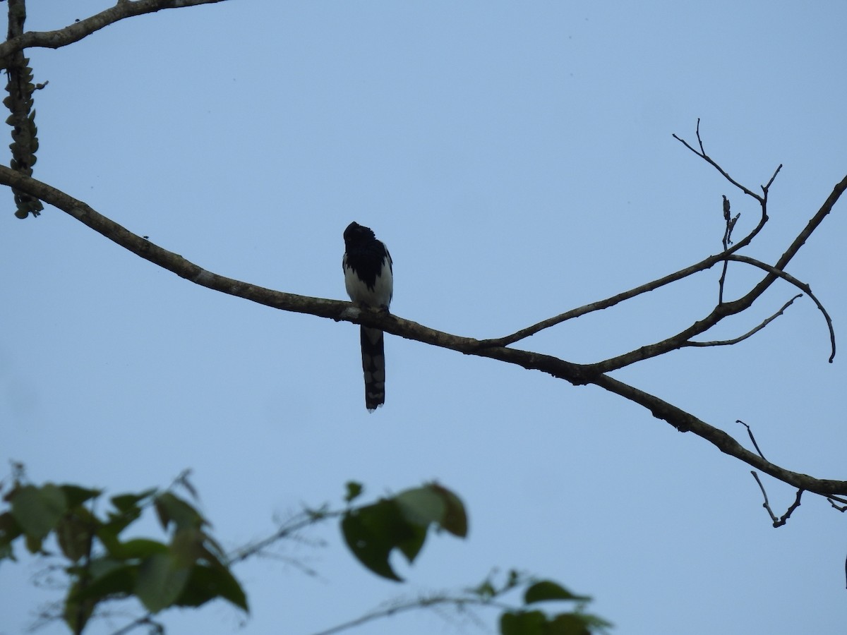 Magpie Tanager - ML616208019