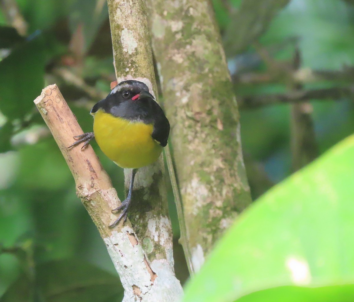 Bananaquit - ML616208020