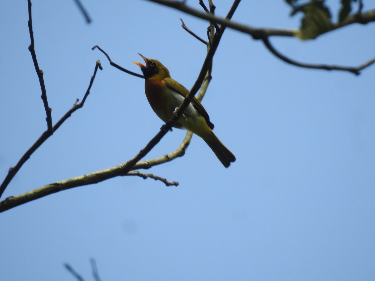 Guira Tanager - ML616208045