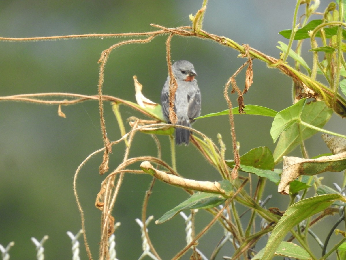 Chestnut-bellied Seedeater - ML616208064