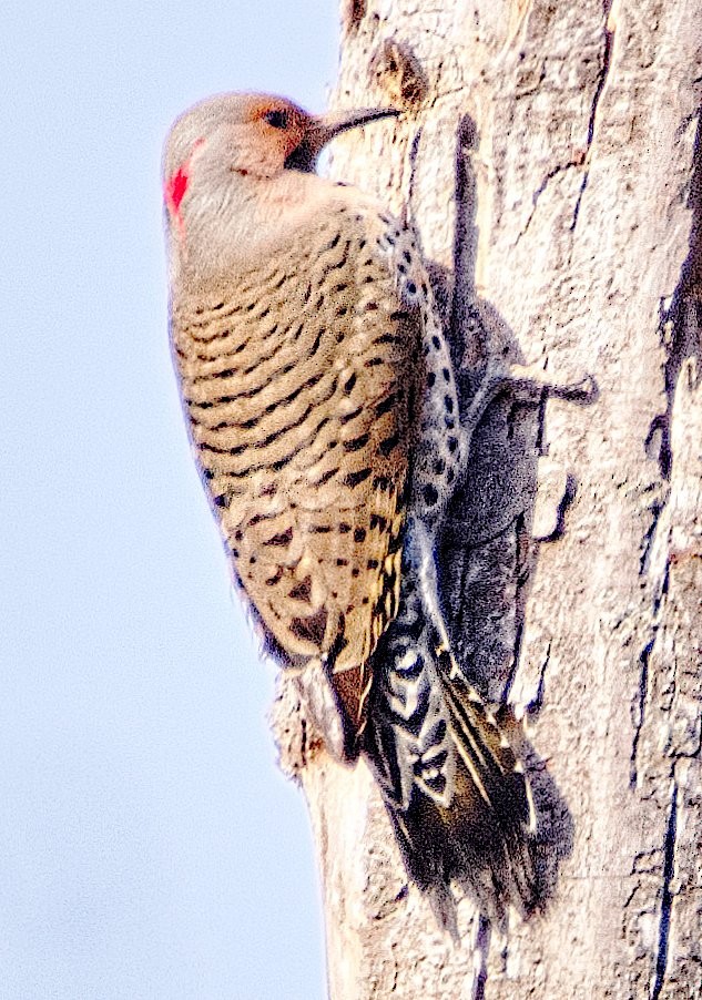 Northern Flicker - ML616208093