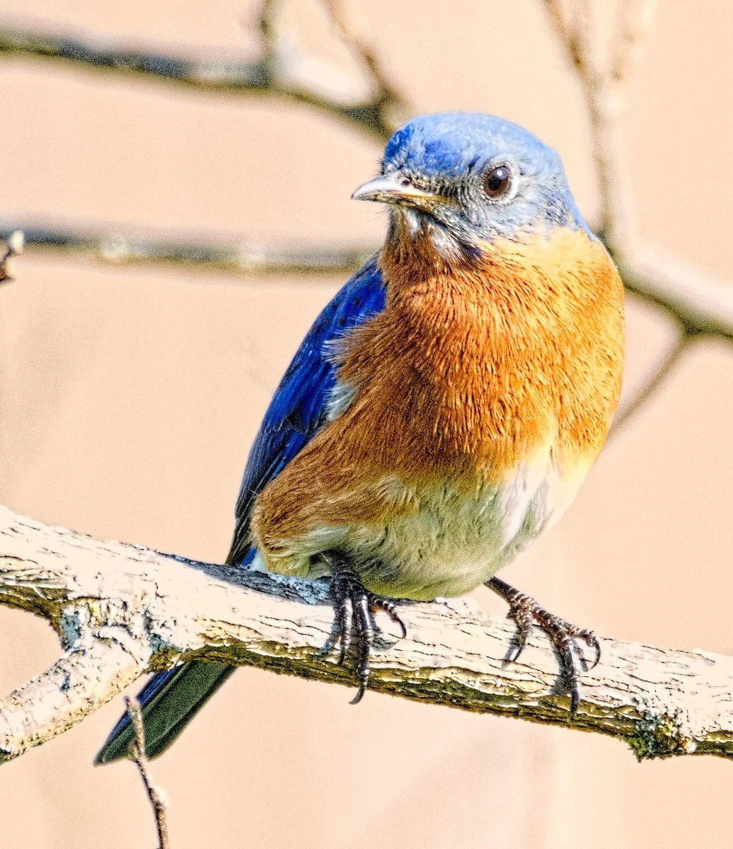 Eastern Bluebird - ML616208116