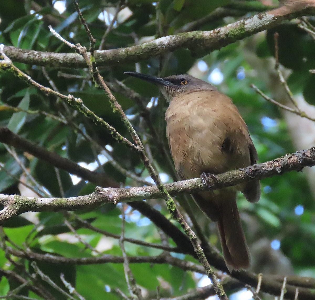 Brown Trembler - sylvain Uriot