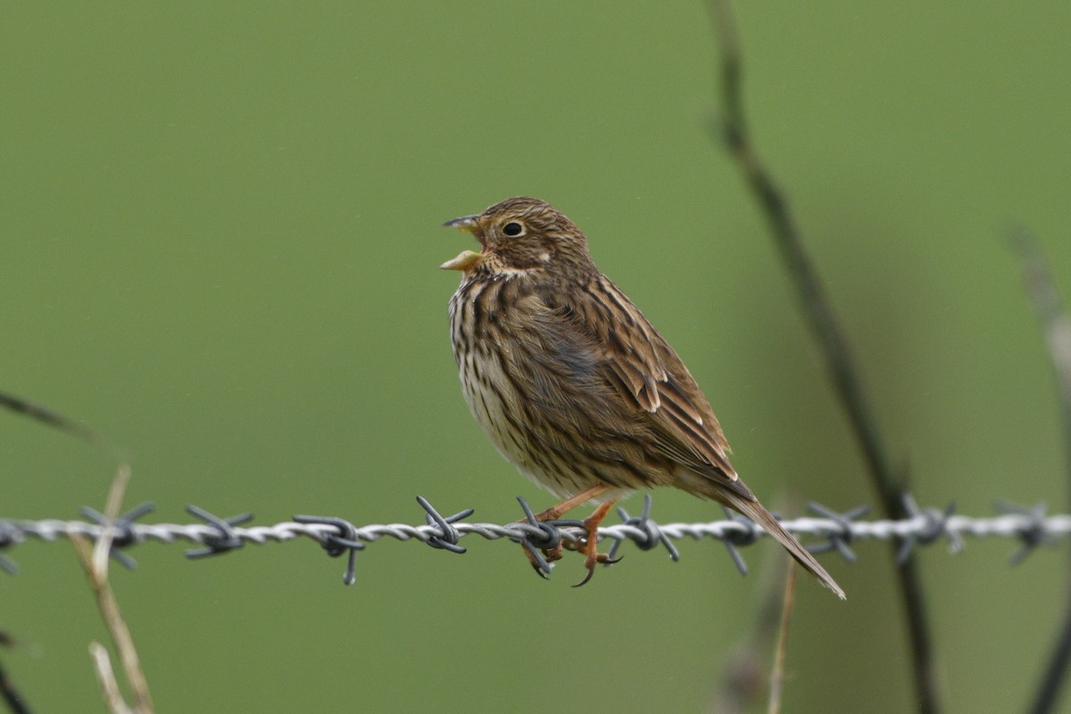 Corn Bunting - Chris Courtaux