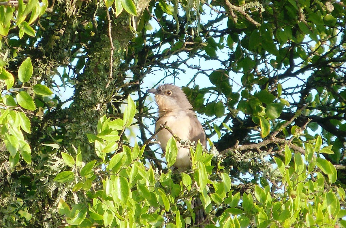 Dark-billed Cuckoo - ML616208164