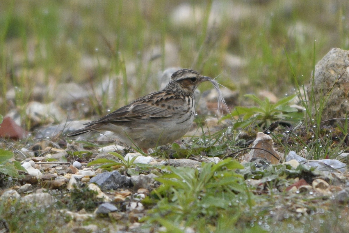 skřivan lesní - ML616208173