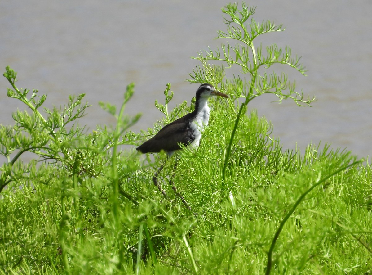 Wattled Jacana - ML616208180