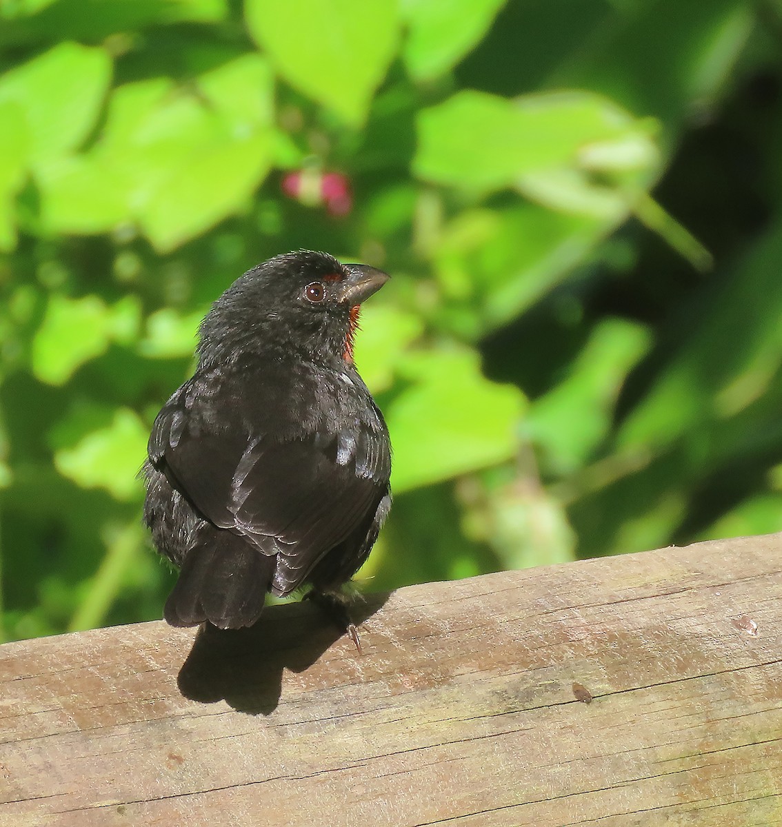 Lesser Antillean Bullfinch - ML616208208