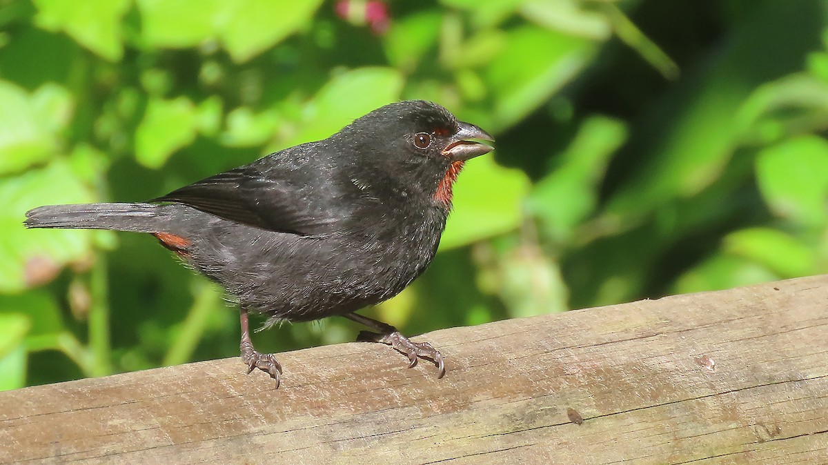 Lesser Antillean Bullfinch - ML616208209