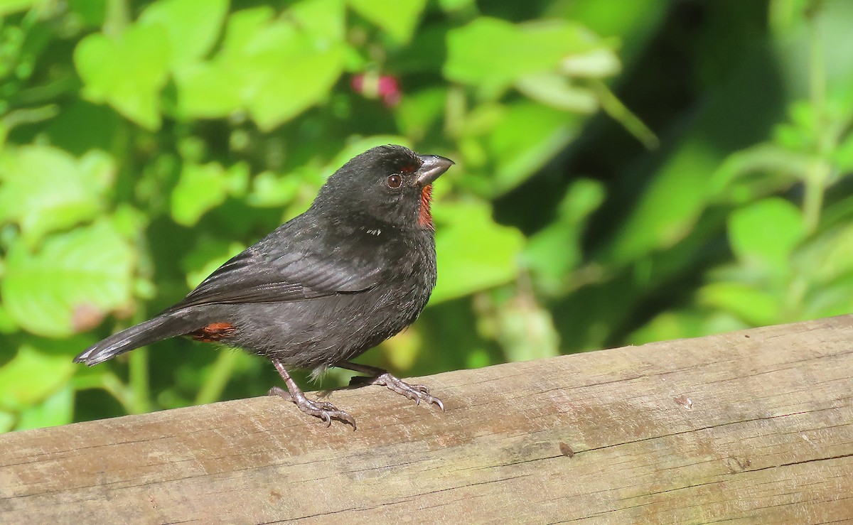 Lesser Antillean Bullfinch - ML616208212