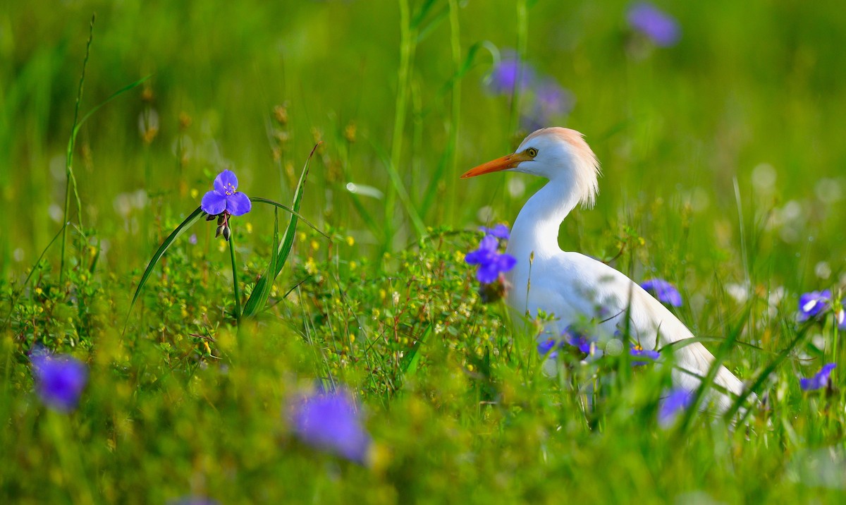 Western Cattle Egret - ML616208213