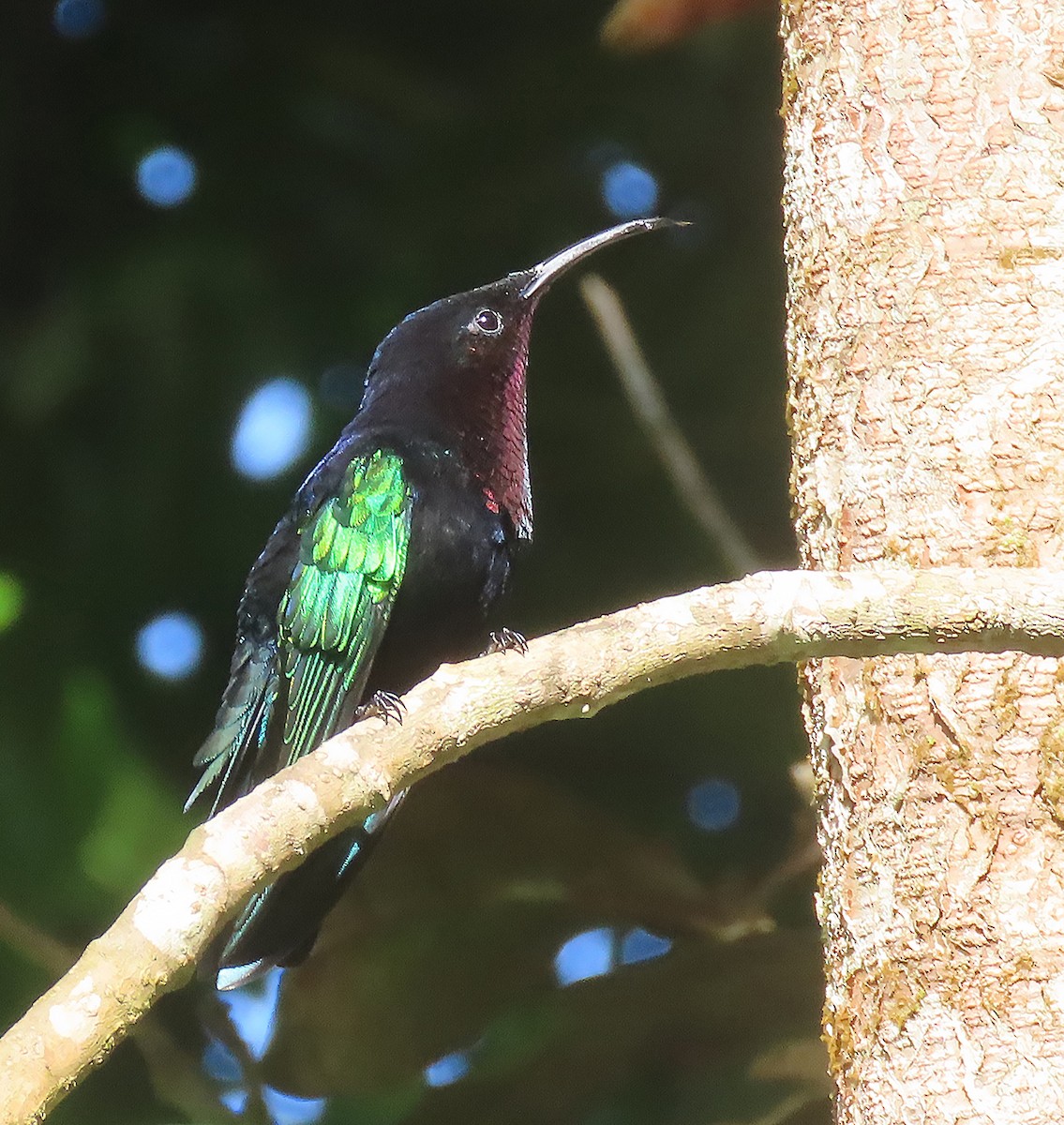 Purple-throated Carib - ML616208224