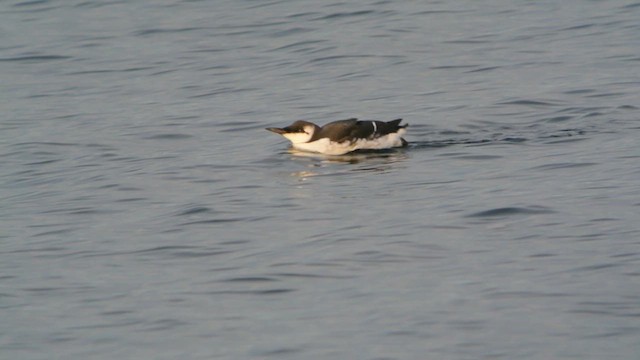 Common Murre - ML616208230