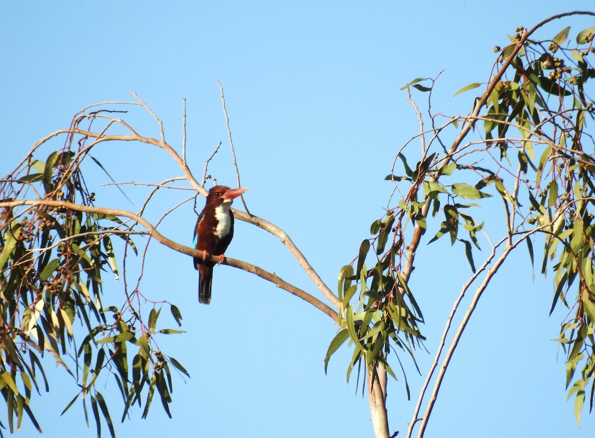 White-throated Kingfisher - ML616208233