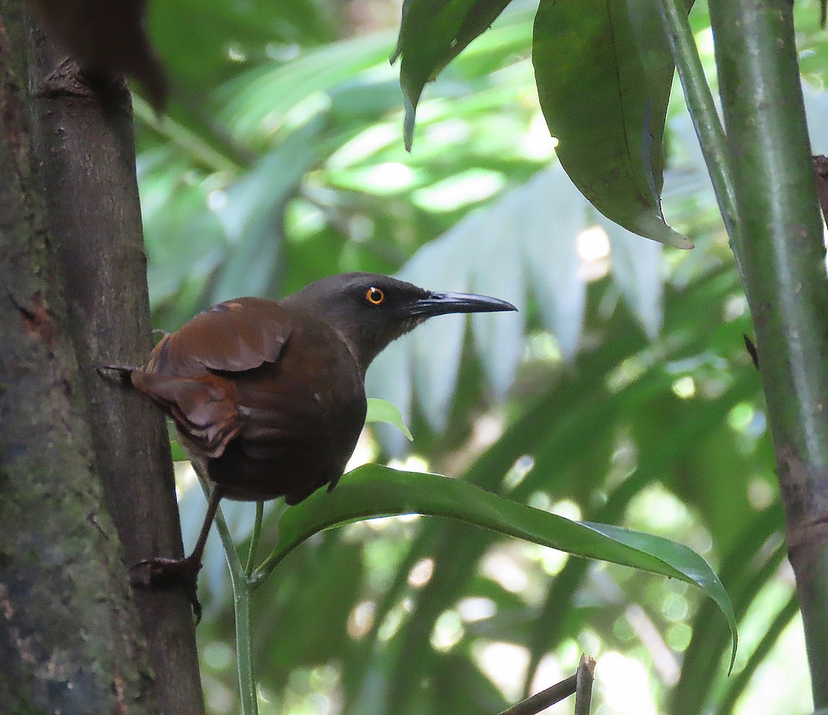 Brown Trembler - ML616208235