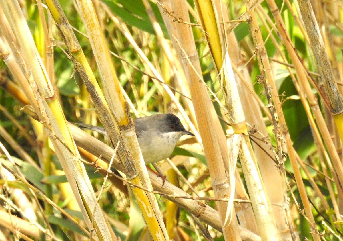 Rüppell's Warbler - ML616208252