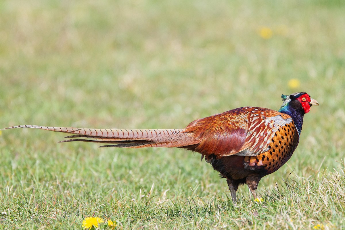 Ring-necked Pheasant - ML616208269