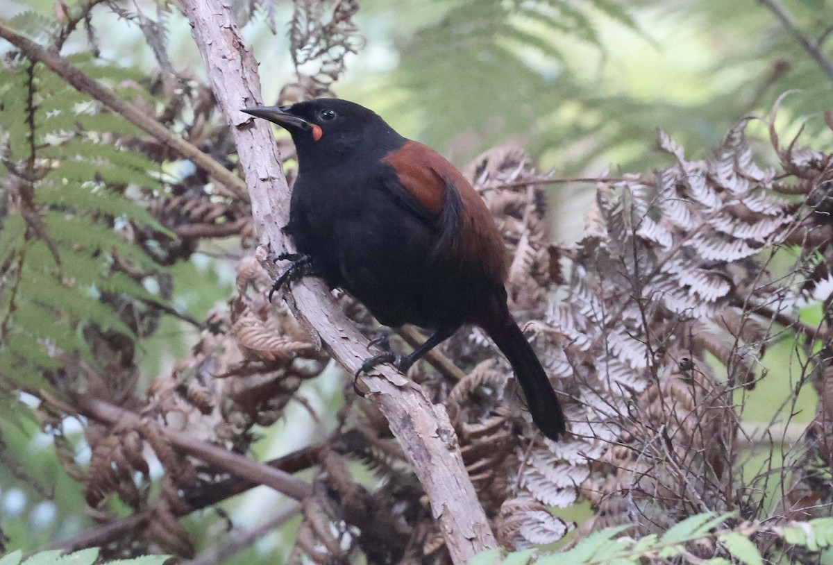 North Island Saddleback - Ashley Banwell