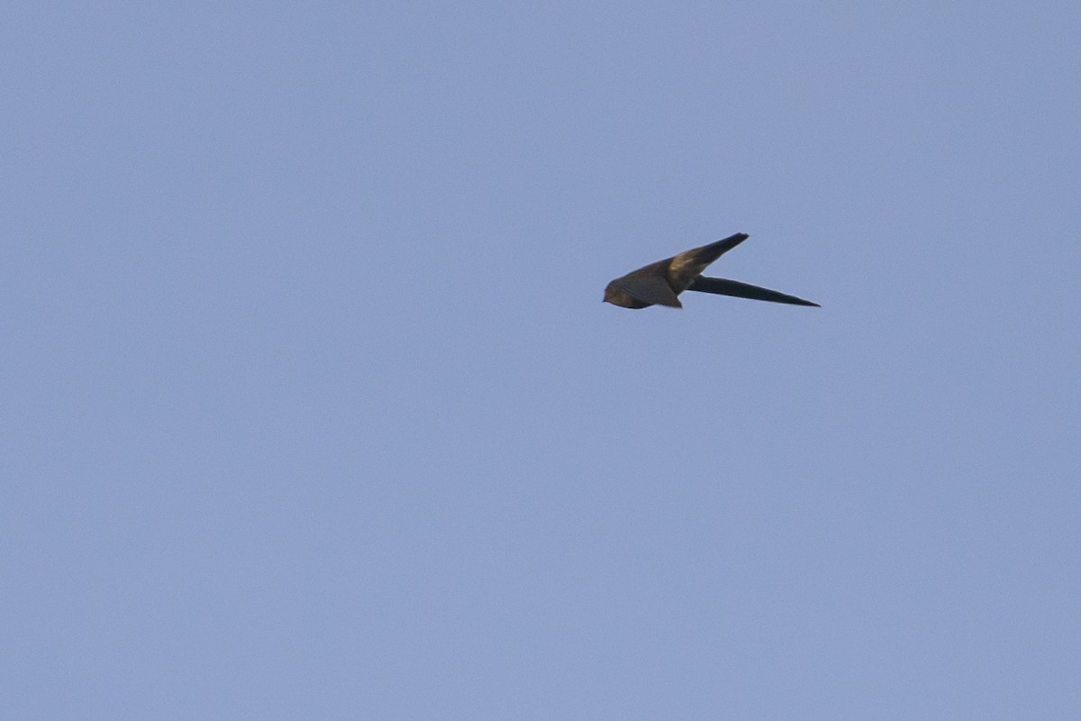 Sulawesi Swiftlet - ML616208309