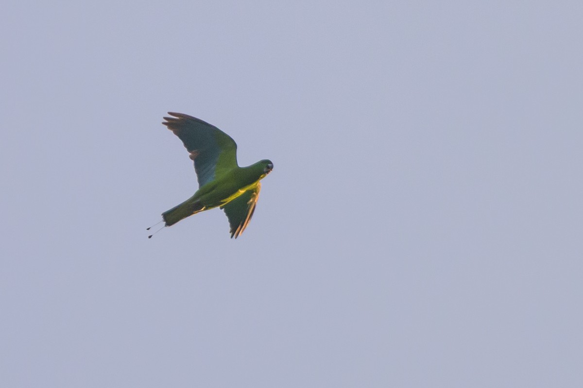 Golden-mantled Racquet-tail - Stephen Davies