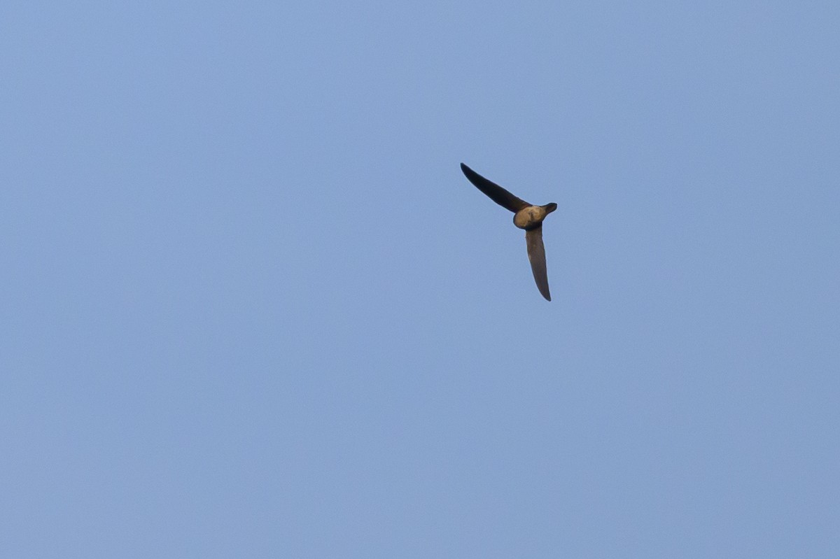 Sulawesi Swiftlet - ML616208345