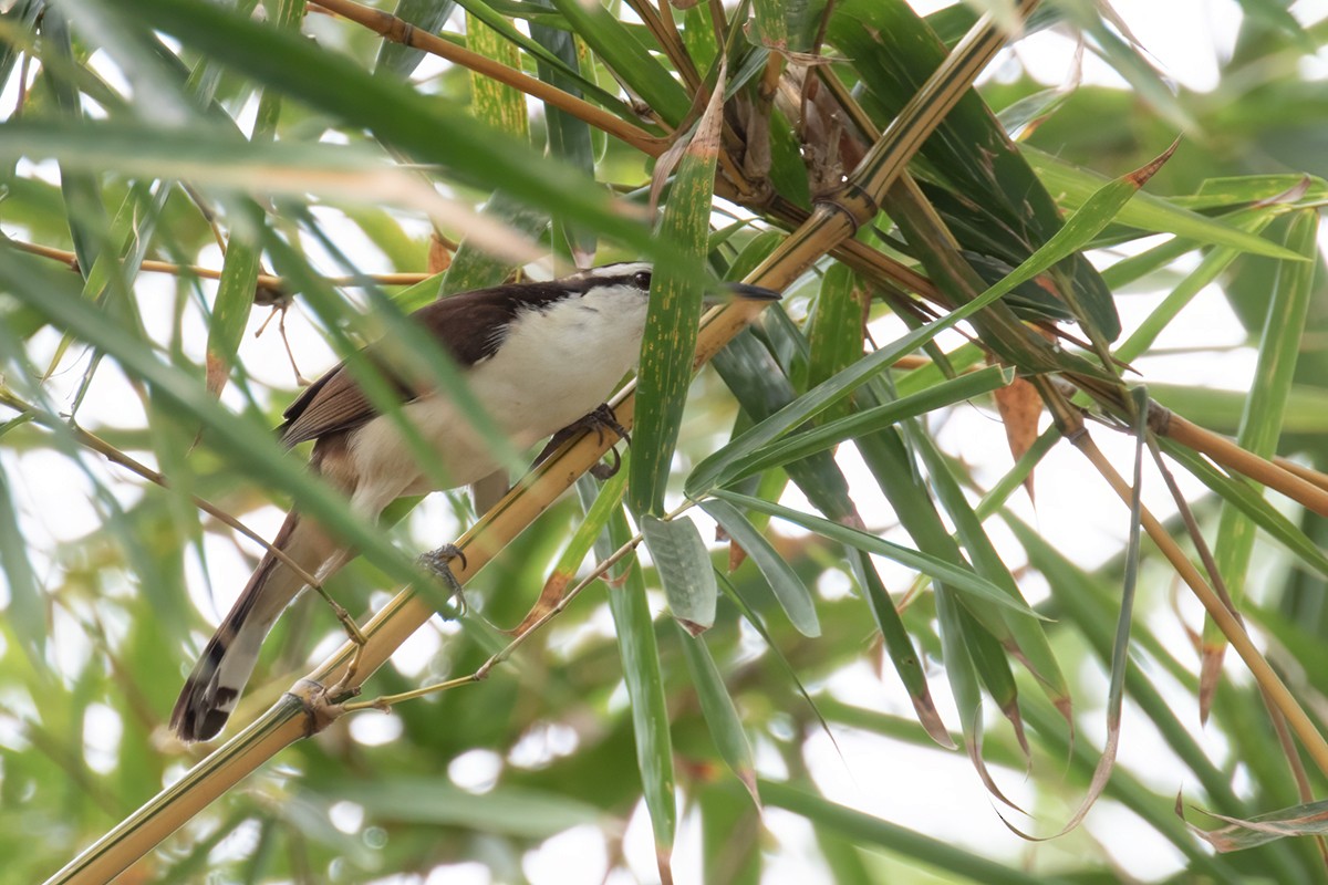 Bicolored Wren - ML616208359