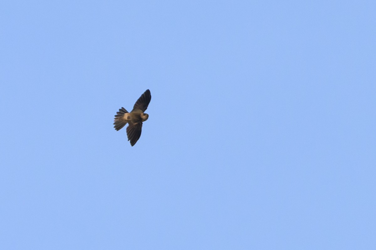 Sulawesi Swiftlet - ML616208361