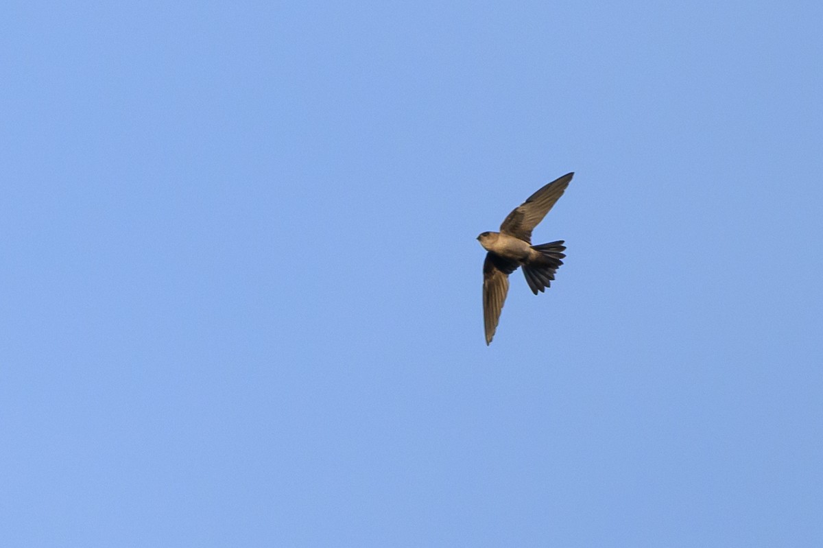 Sulawesi Swiftlet - ML616208362