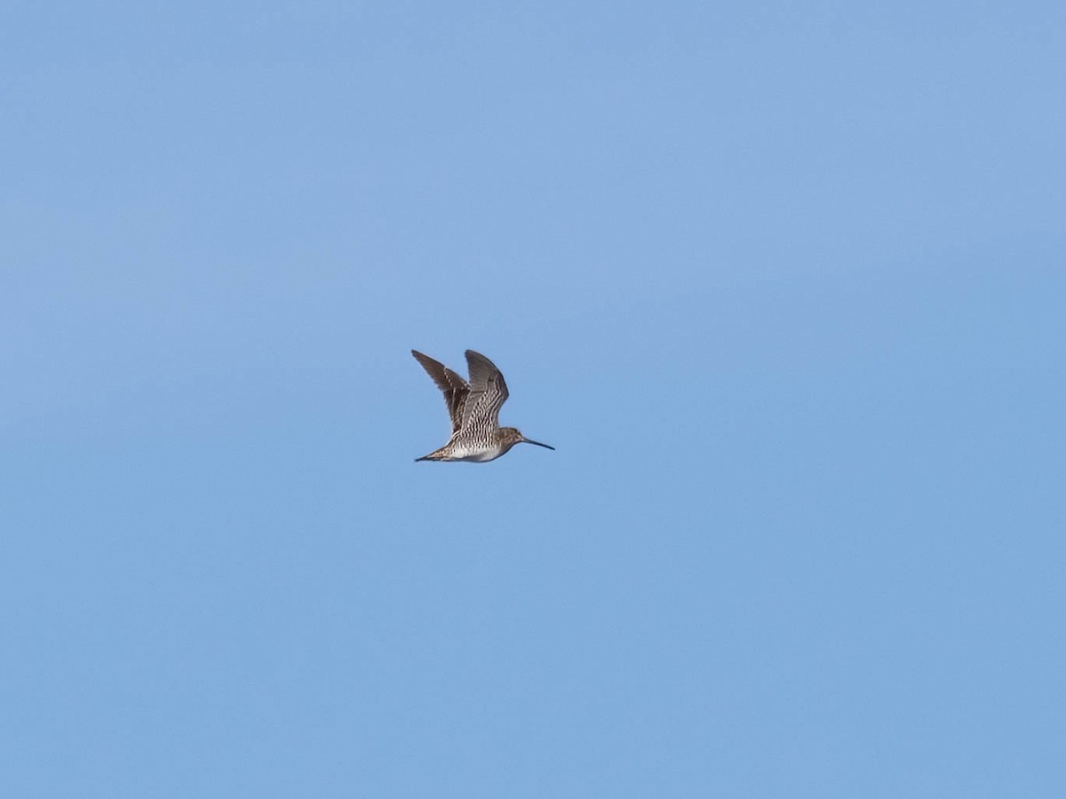 Wilson's Snipe - ML616208428