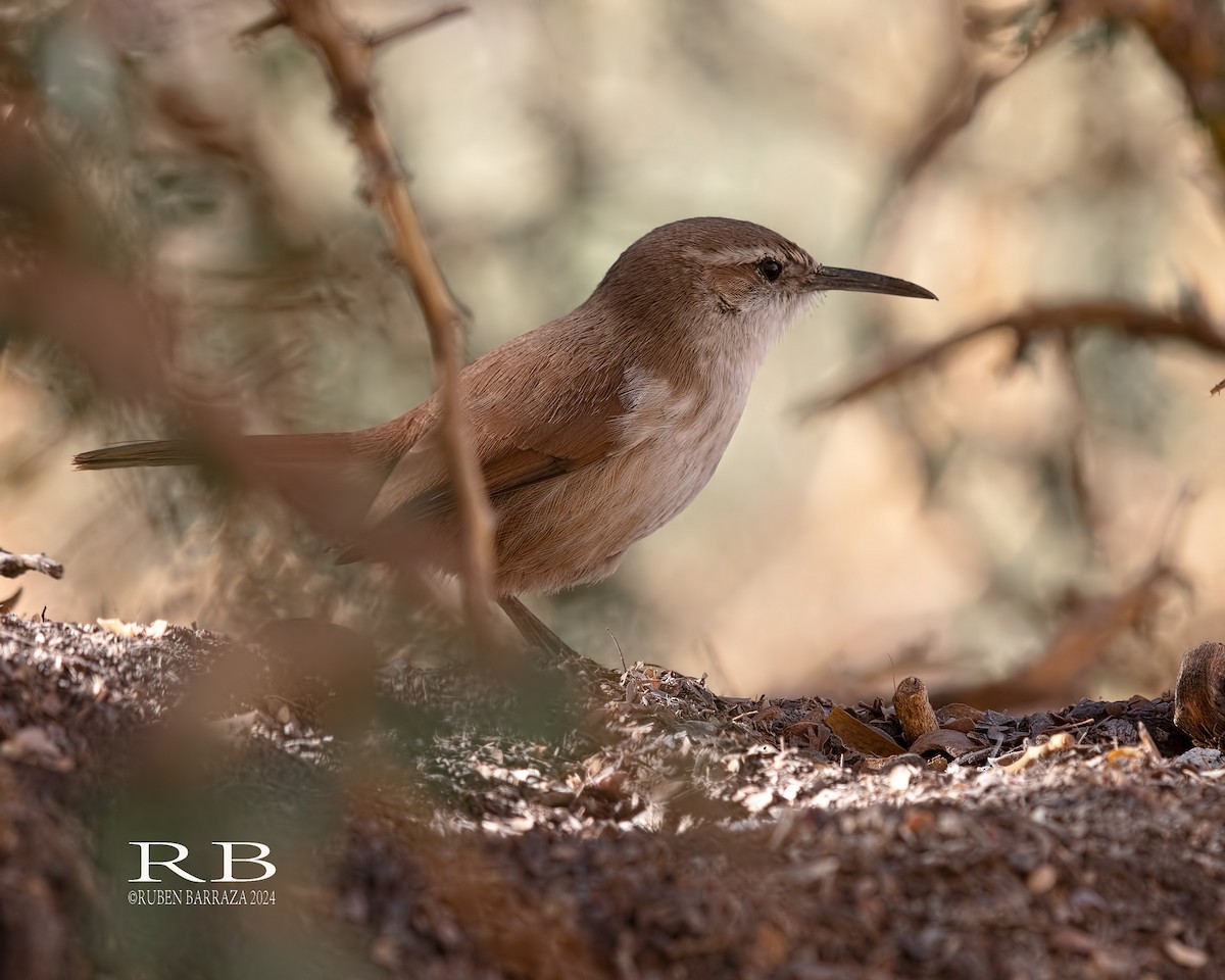 Straight-billed Earthcreeper - ML616208431