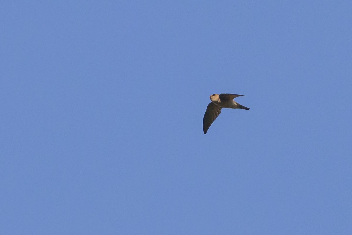 Sulawesi Swiftlet - ML616208434