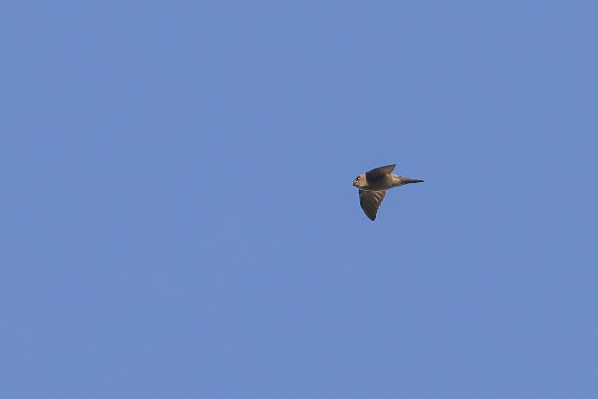 Sulawesi Swiftlet - Stephen Davies