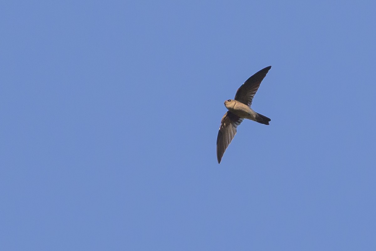 Sulawesi Swiftlet - ML616208436