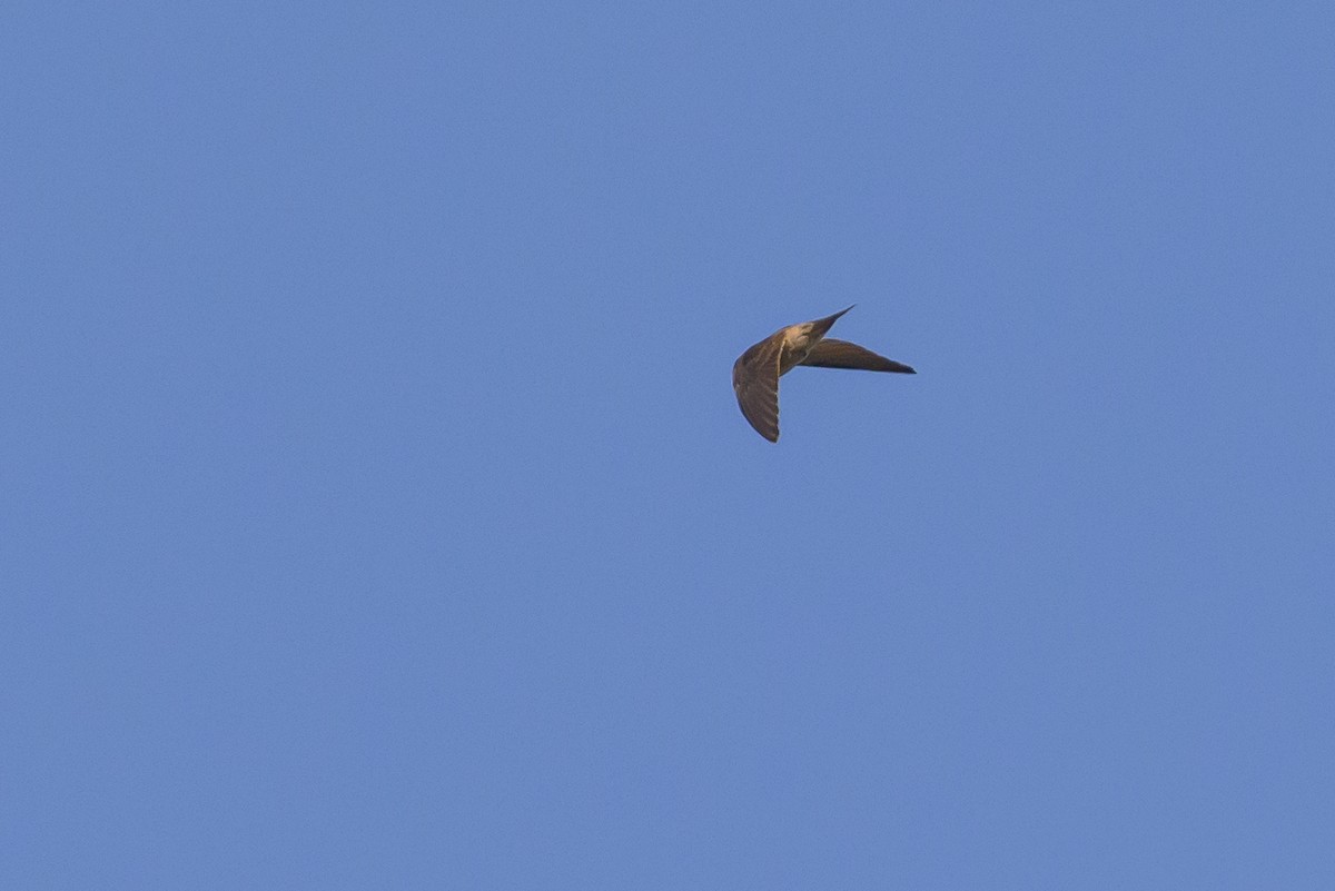 Sulawesi Swiftlet - Stephen Davies