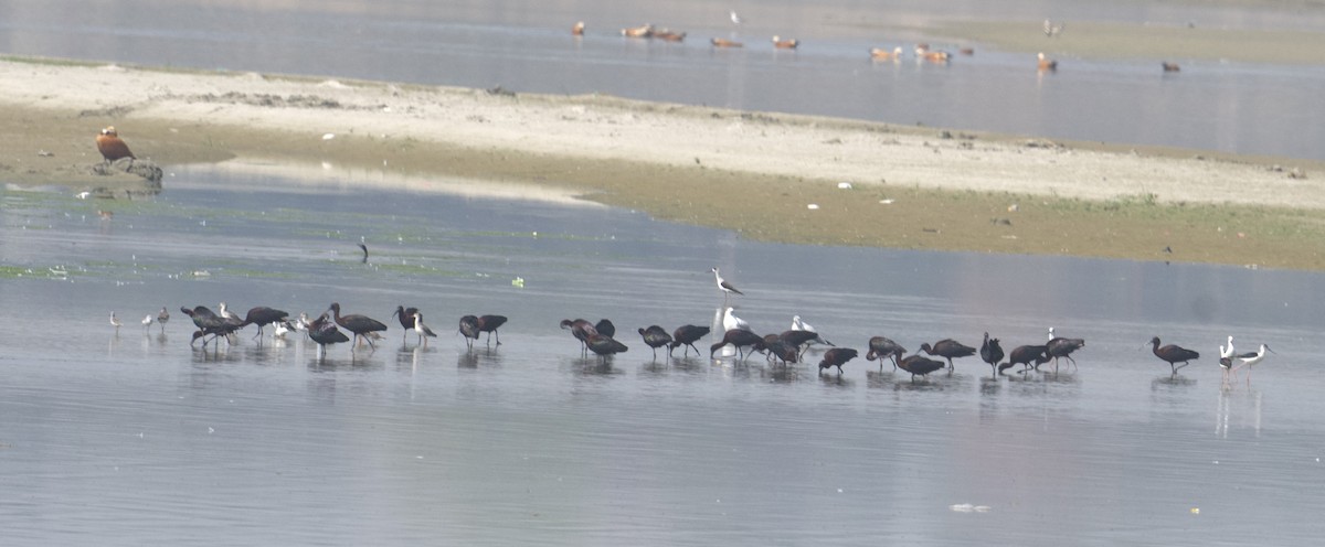 Glossy Ibis - ML616208450