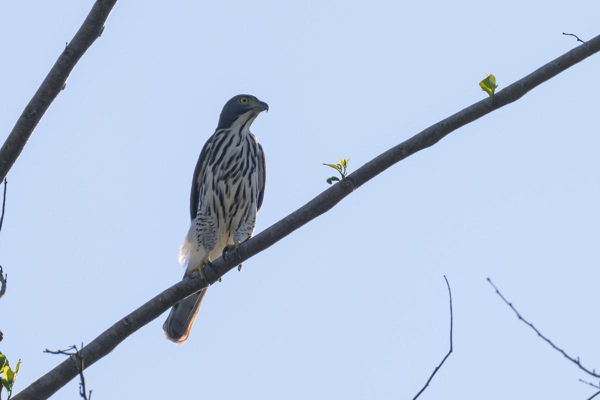 Sulawesi Goshawk - ML616208455