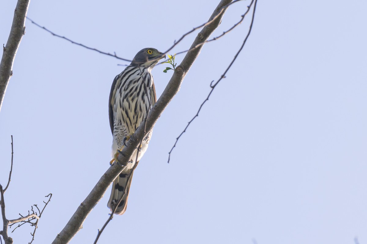 Sulawesi Goshawk - ML616208462