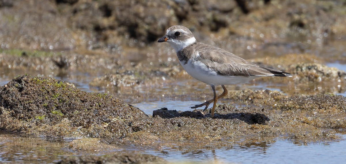 Semipalmated Plover - Friedemann Arndt