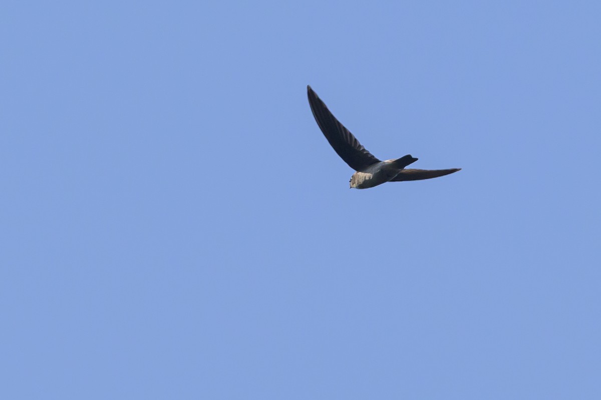 Sulawesi Swiftlet - ML616208488