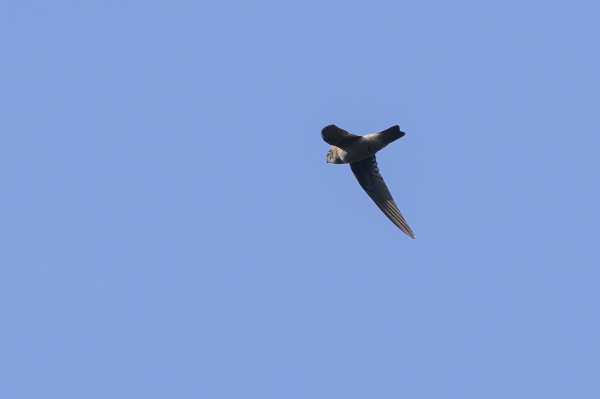 Sulawesi Swiftlet - ML616208490