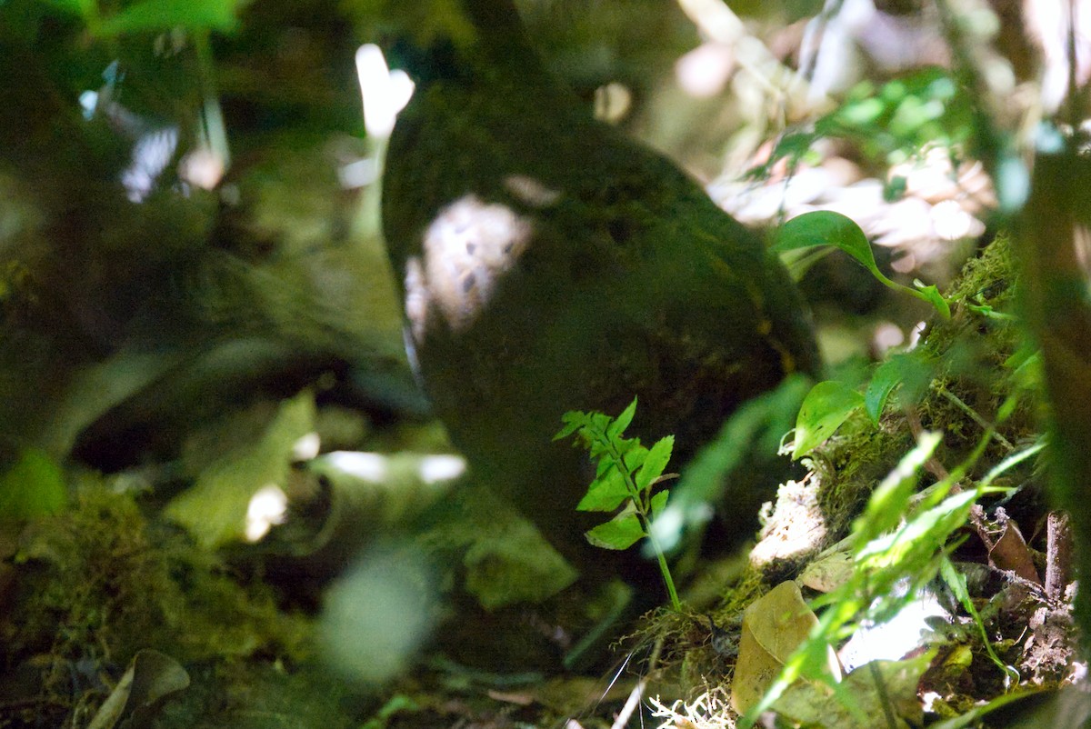 Black-breasted Wood-Quail - ML616208547