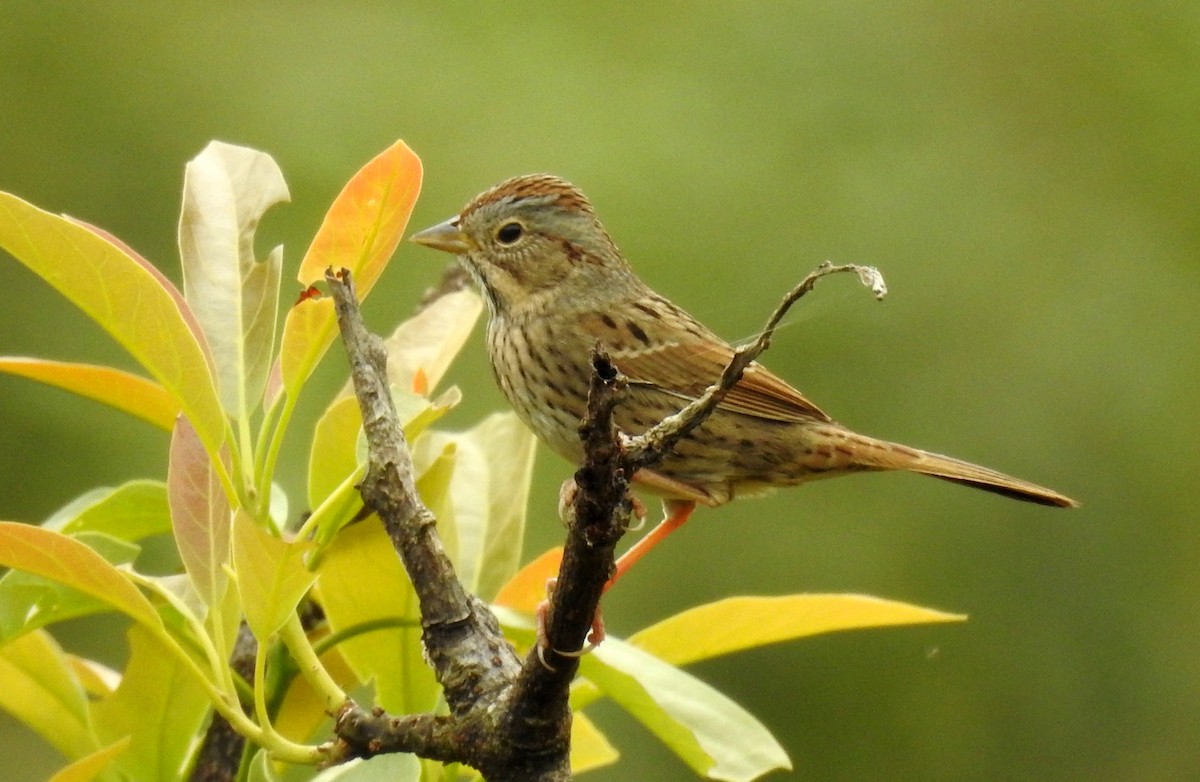 Lincoln's Sparrow - Pablo Bedrossian