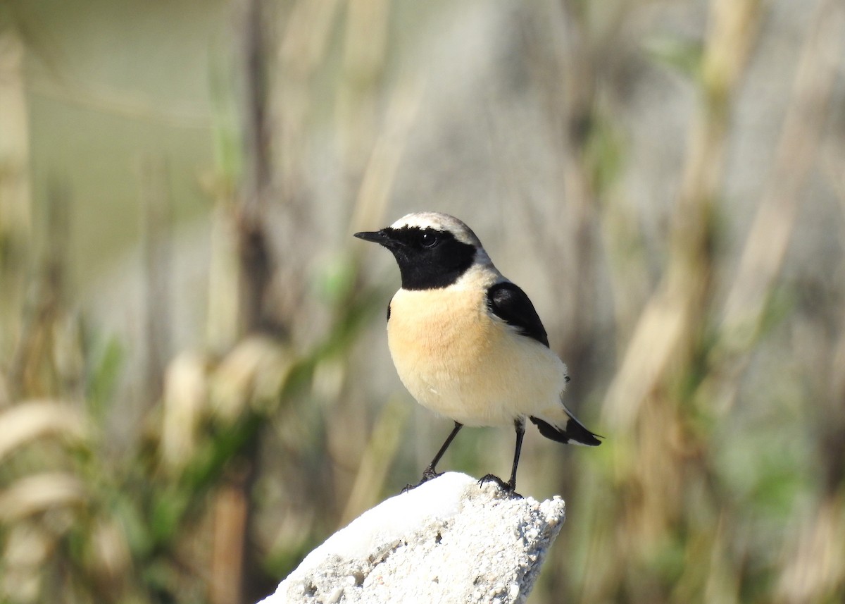 Eastern Black-eared Wheatear - ML616208603