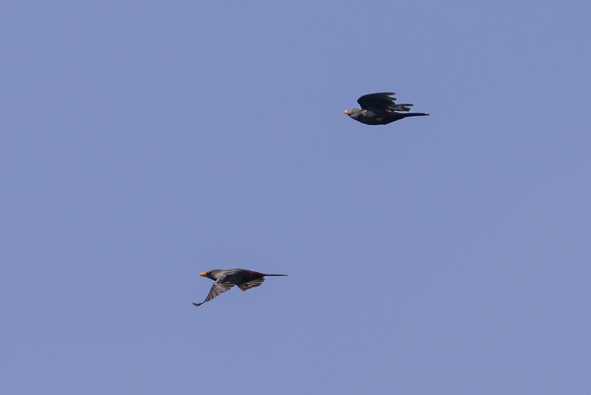 Finch-billed Myna - ML616208634