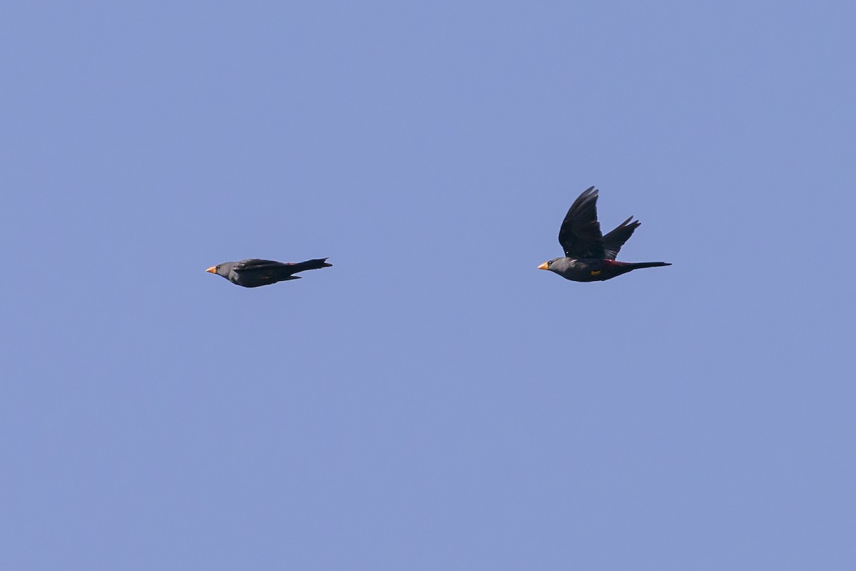 Finch-billed Myna - ML616208635