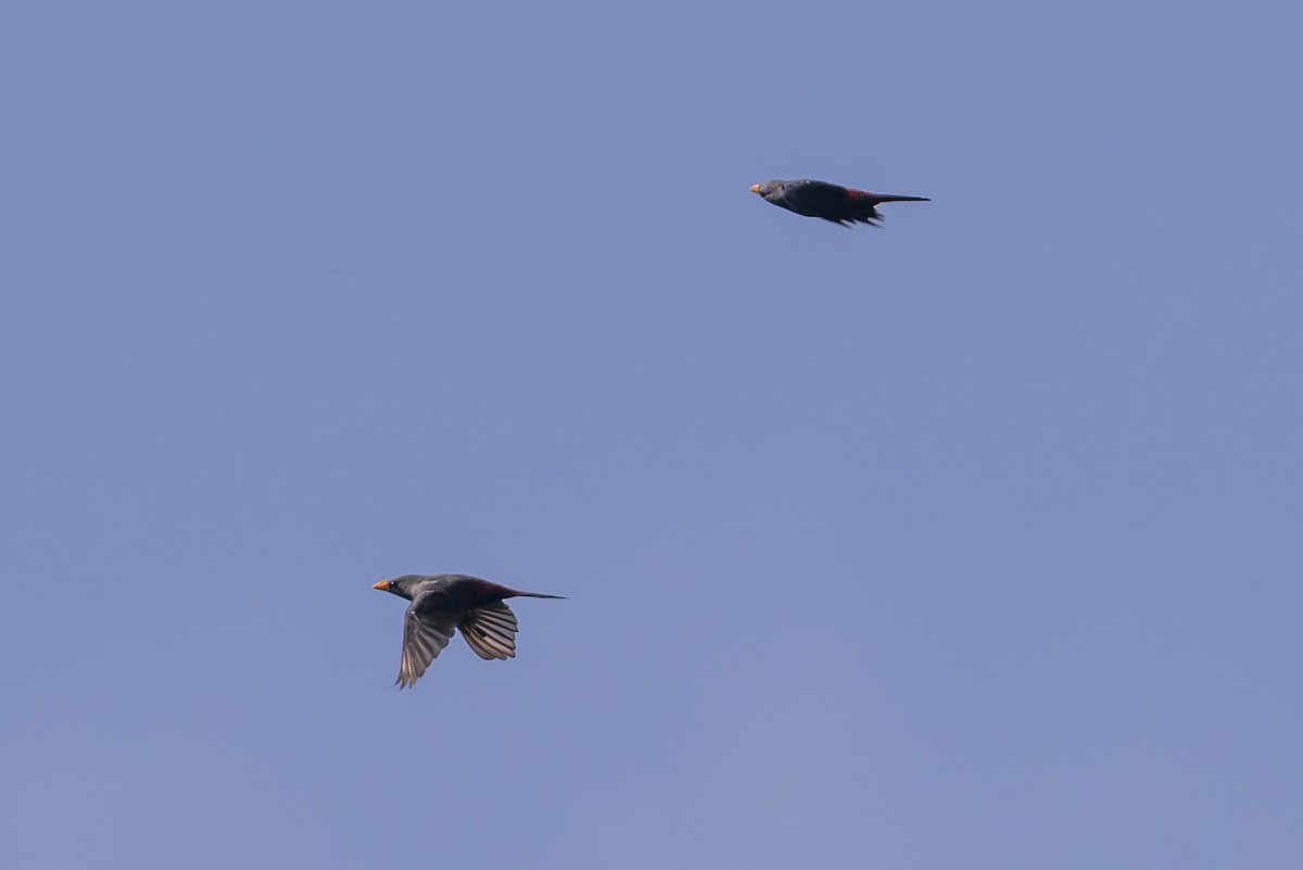 Finch-billed Myna - ML616208636